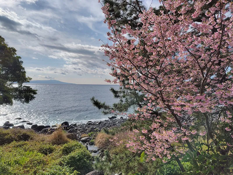 早春は目の前の海沿いで桜が楽しめます