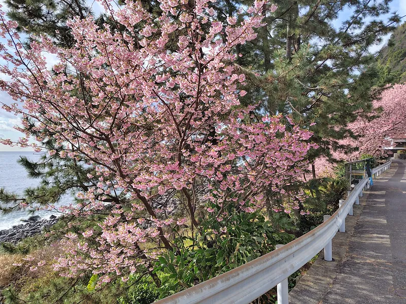 早春は目の前の海沿いで桜が楽しめます
